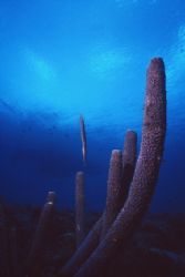Trumpet fish trying to hide on the sponge... slide shot, ... by Erich Reboucas 